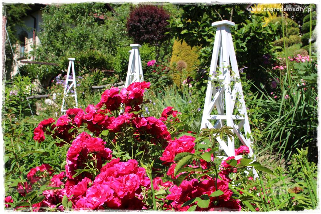 różany ogród 203 różany ogród 203
