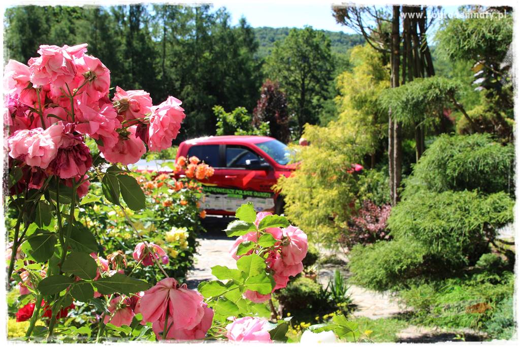 różany ogród 211 różany ogród 211