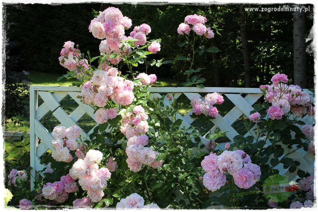 różany ogród 212 różany ogród 212