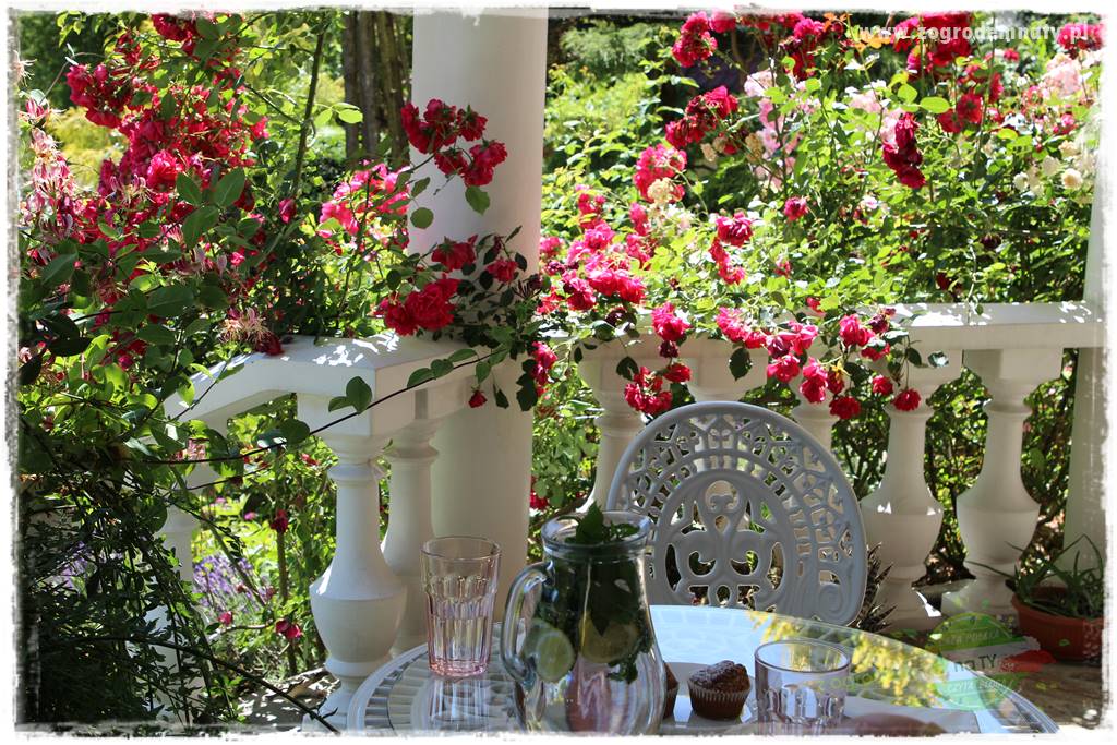 różany ogród 214 różany ogród 214