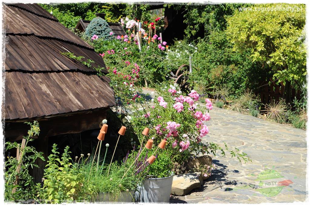 różany ogród 25 różany ogród 25