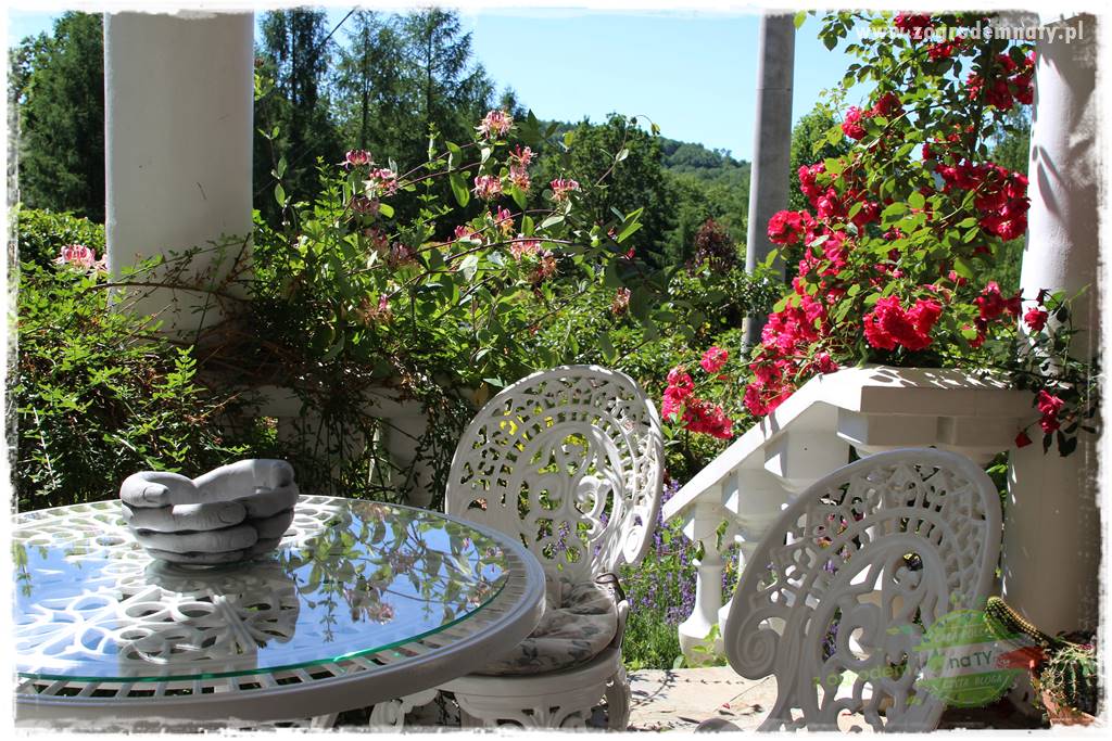 różany ogród 26 różany ogród 26