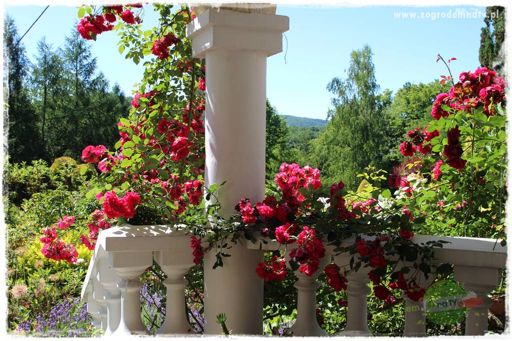 różany ogród 28 różany ogród 28