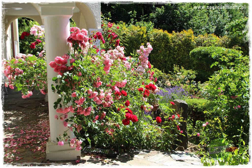 różany ogród 3 różany ogród 3