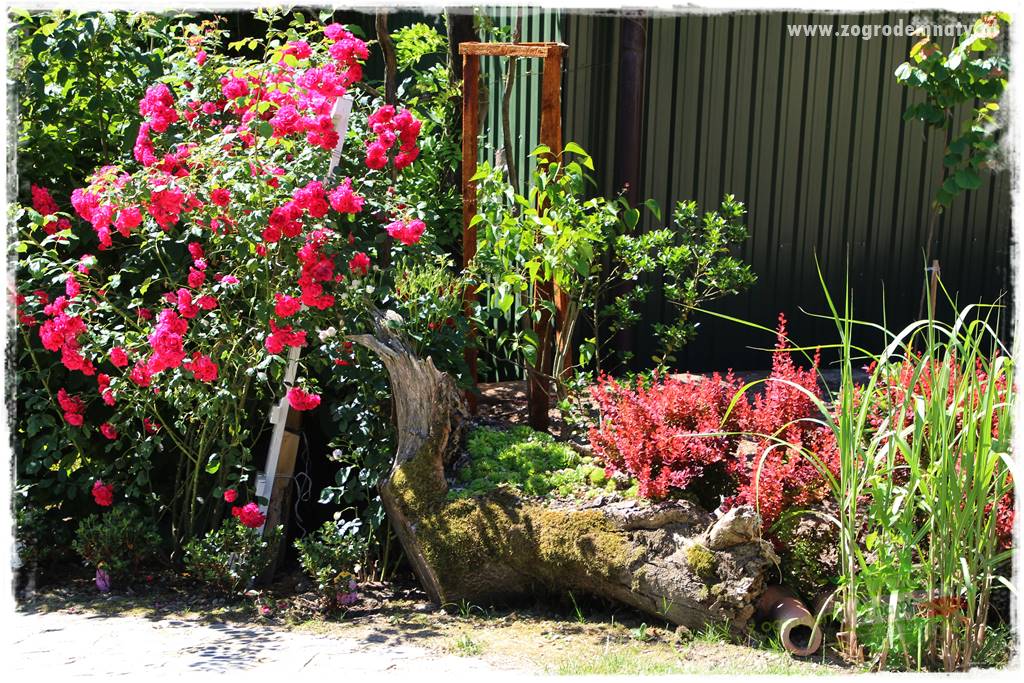 różany ogród 30 różany ogród 30
