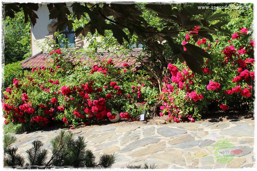 różany ogród 32 różany ogród 32