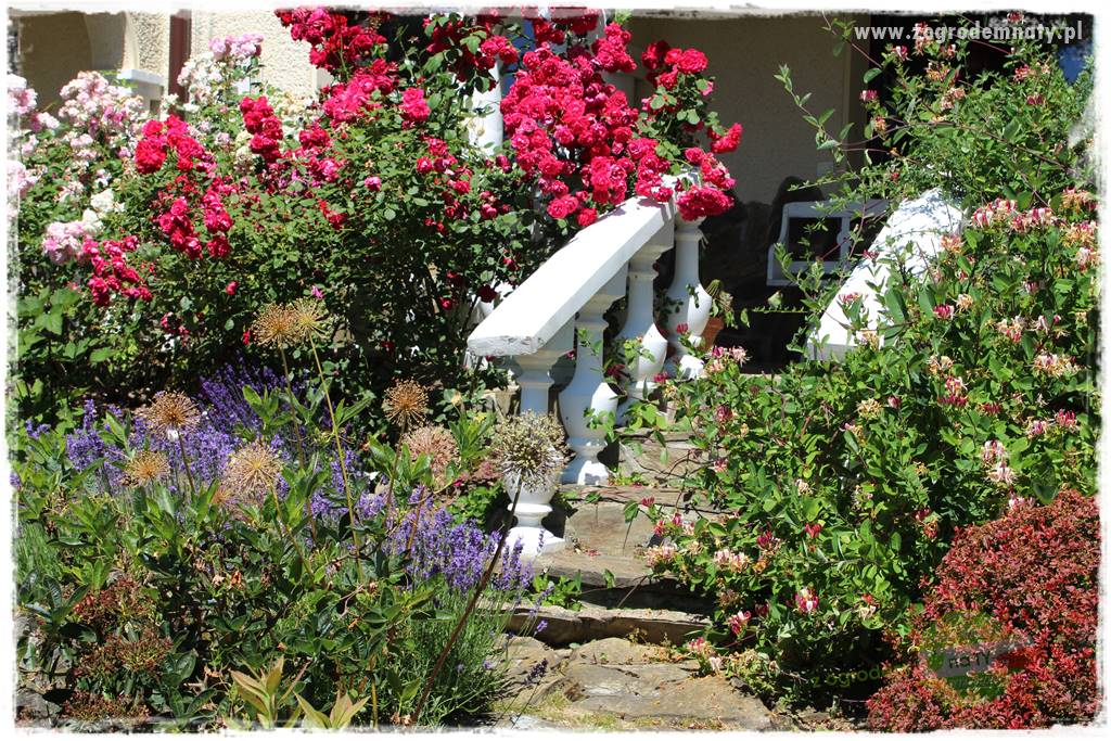 różany ogród 34 różany ogród 34