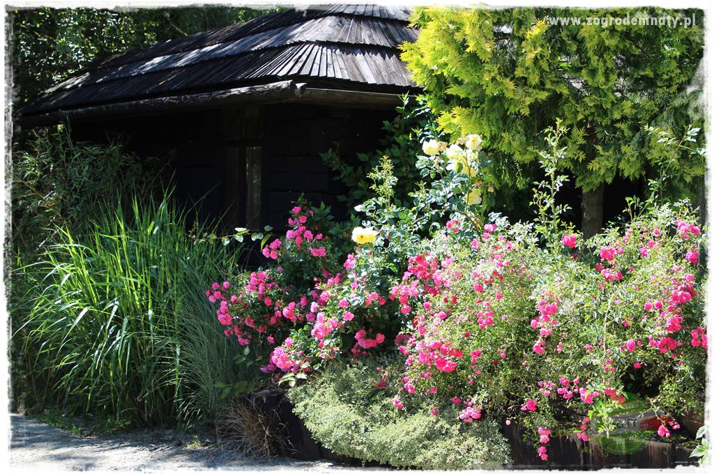 różany ogród 36 różany ogród 36