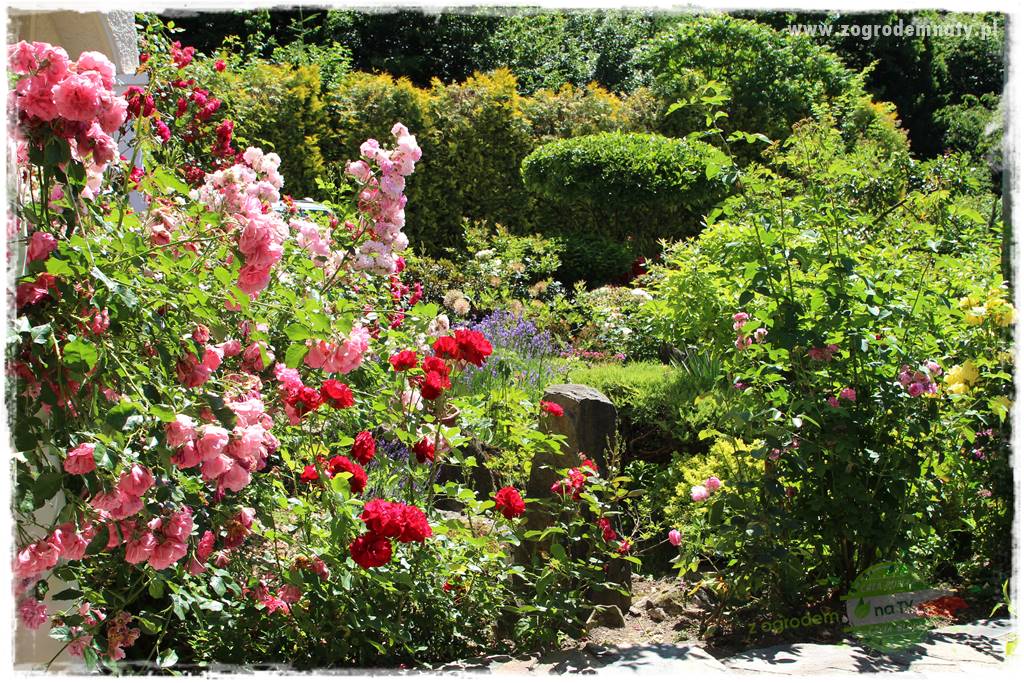 różany ogród 38 różany ogród 38