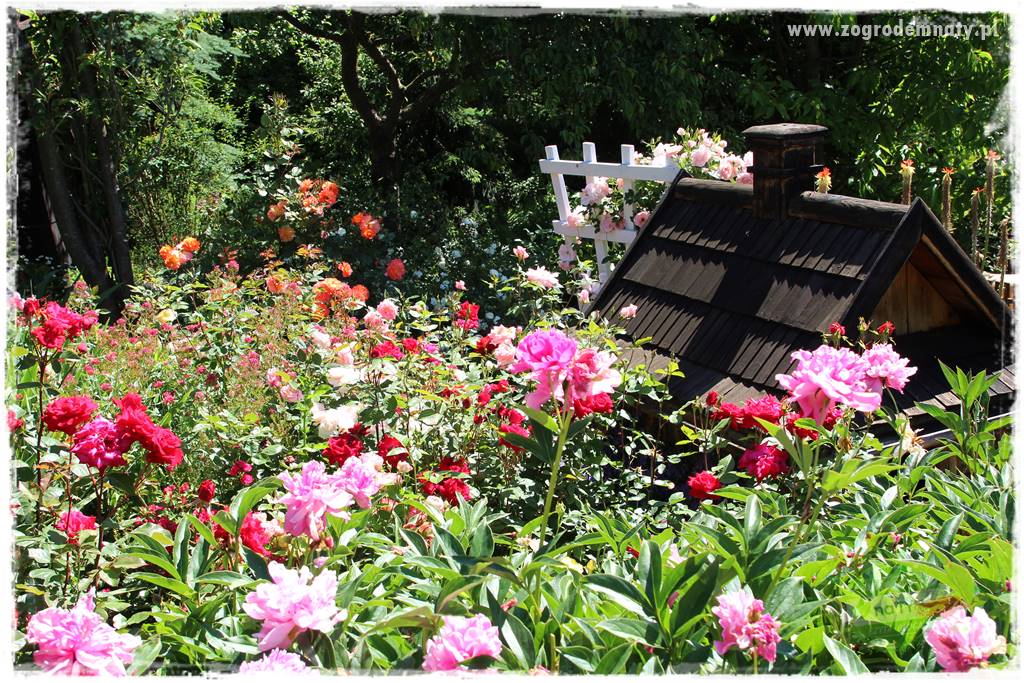 różany ogród 4 różany ogród 4