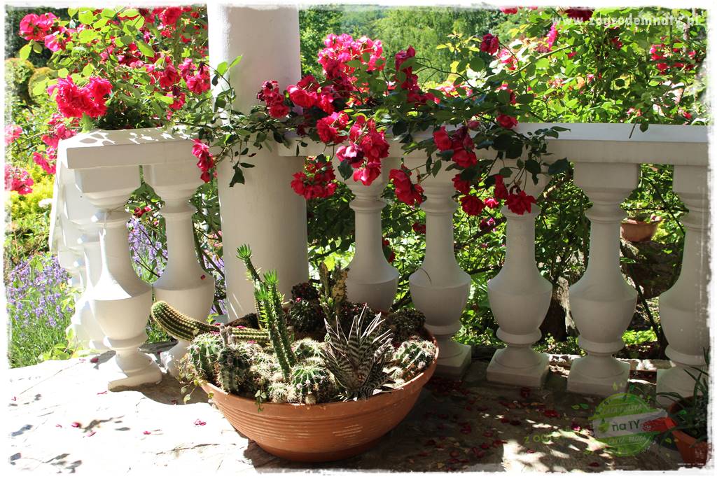 różany ogród 401 różany ogród 401