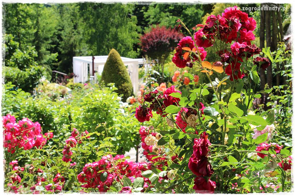 różany ogród 403 różany ogród 403