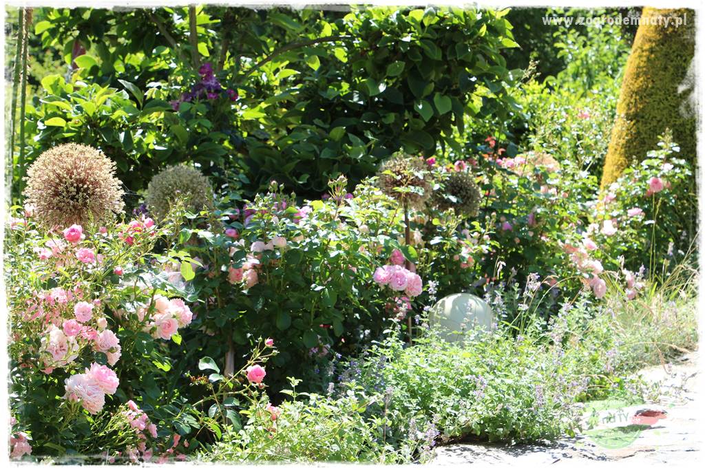 różany ogród 405 różany ogród 405