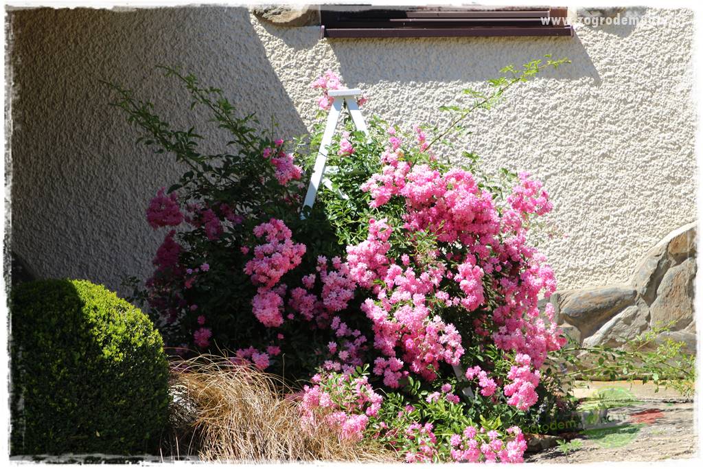 różany ogród 406 różany ogród 406