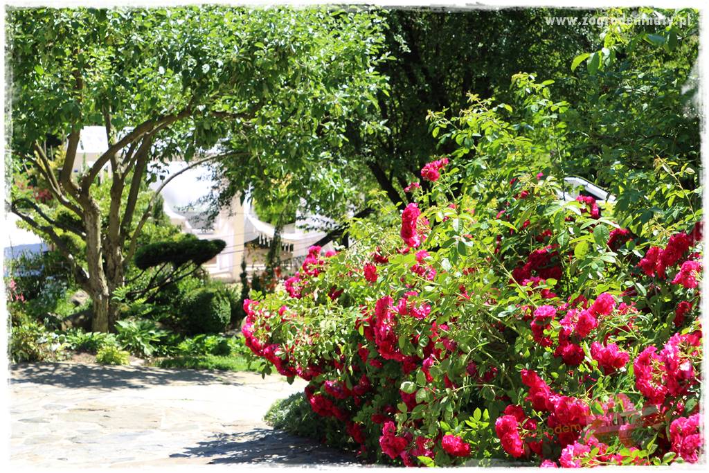 różany ogród 409 różany ogród 409