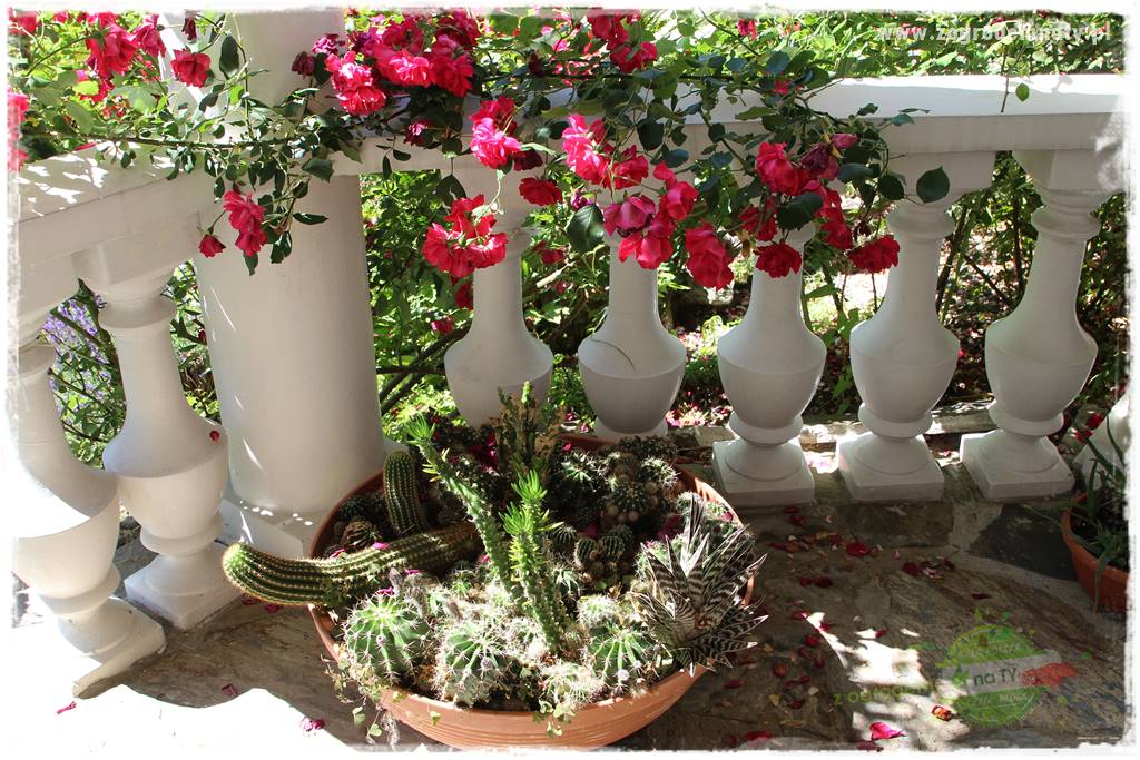 różany ogród 411 różany ogród 411