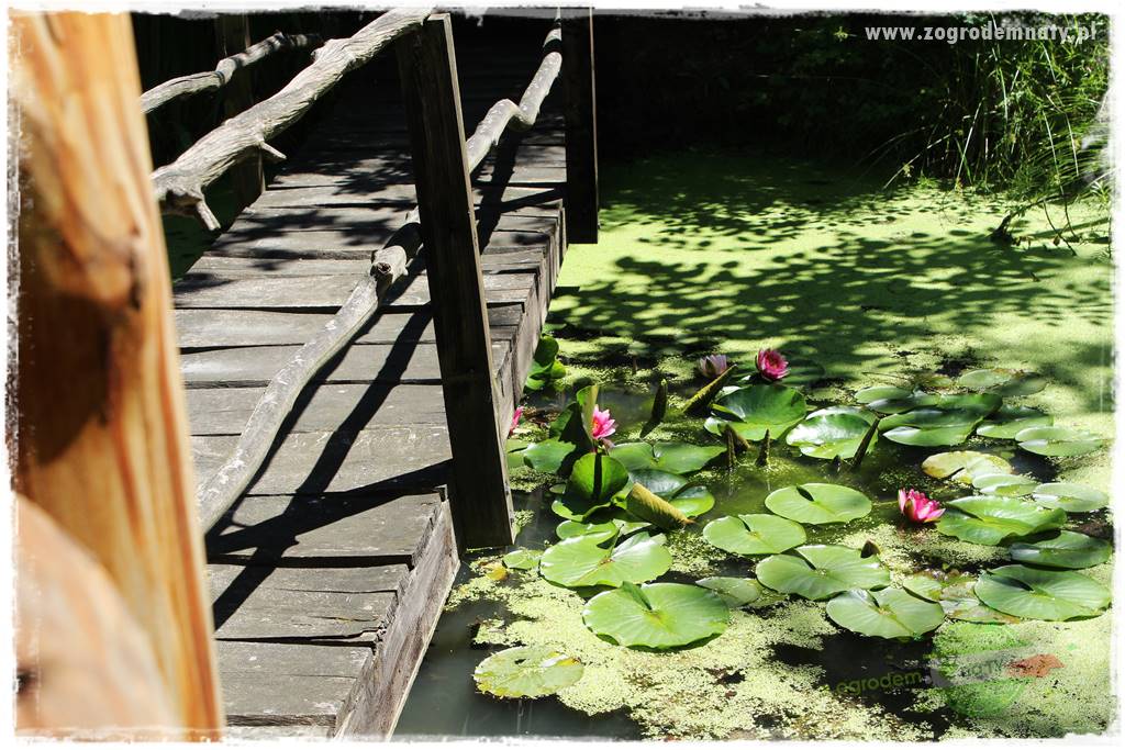 różany ogród 412 różany ogród 412