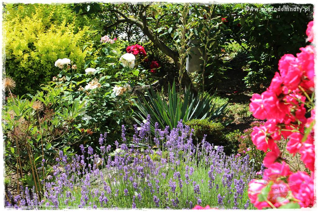 różany ogród 413 różany ogród 413