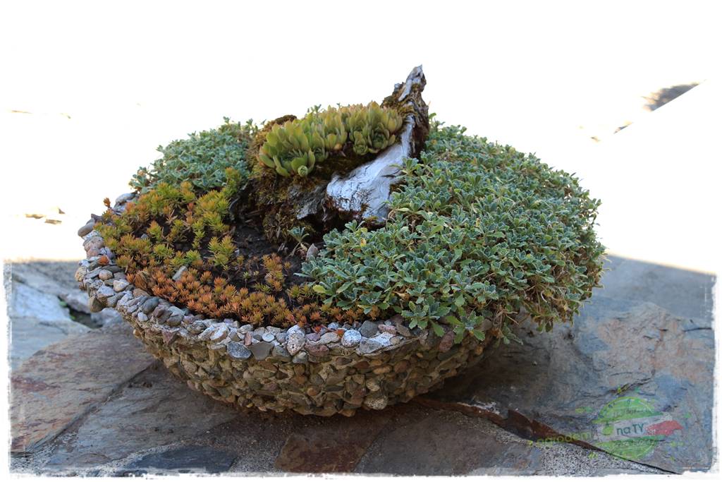 różany ogród 414 różany ogród 414