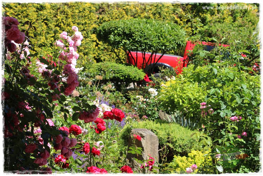 różany ogród 415 różany ogród 415