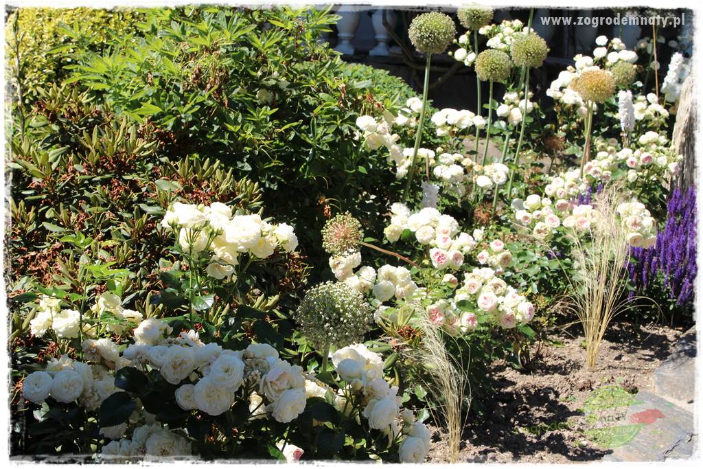 różany ogród 418 różany ogród 418