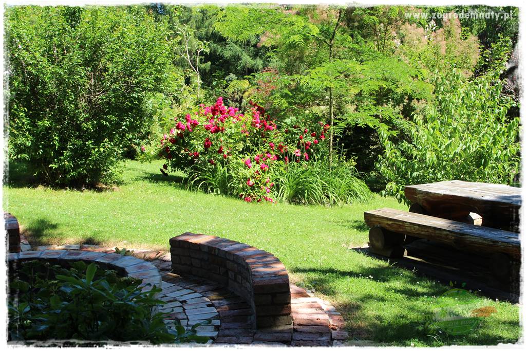 różany ogród 419 różany ogród 419