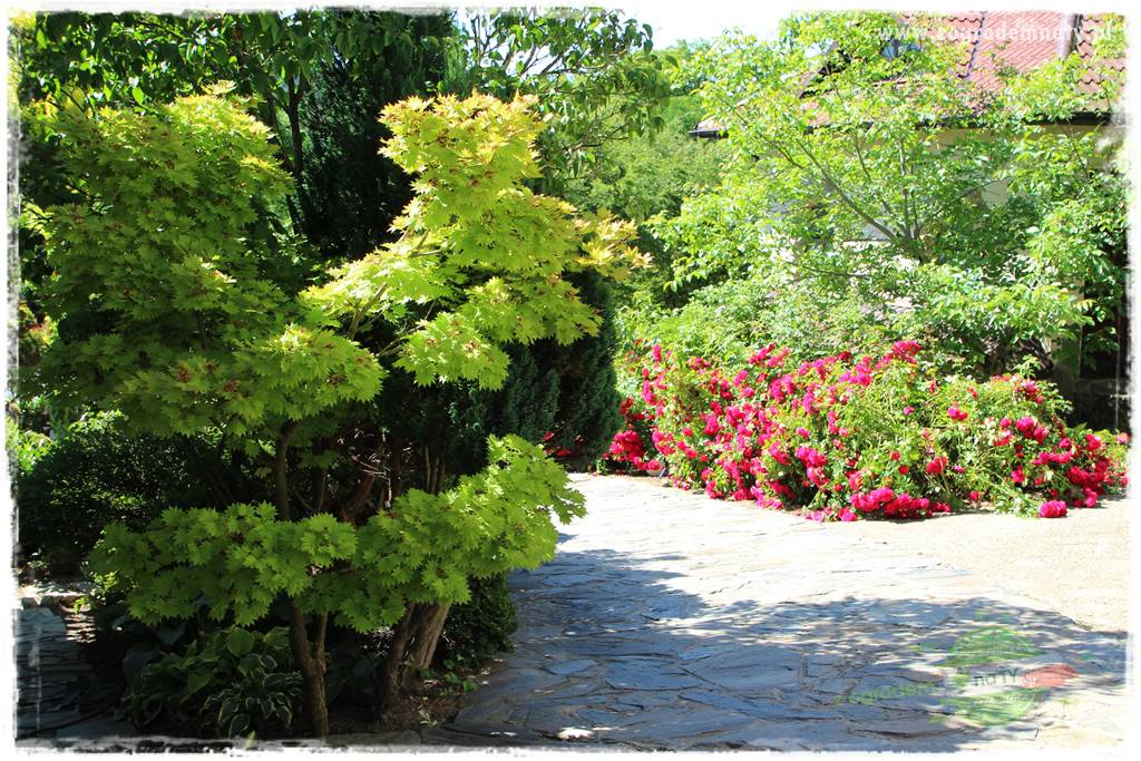 różany ogród 420 różany ogród 420