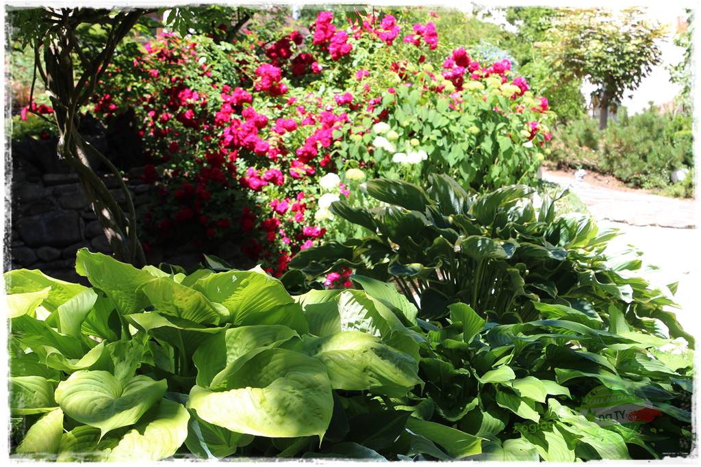 różany ogród 424 różany ogród 424