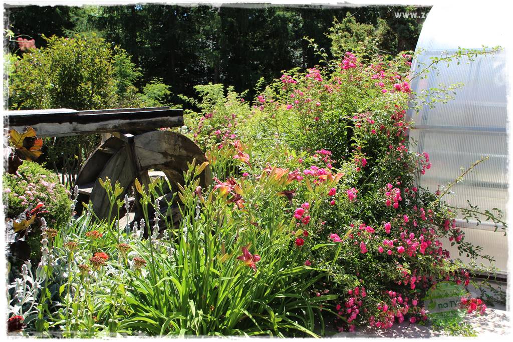 różany ogród 426 różany ogród 426