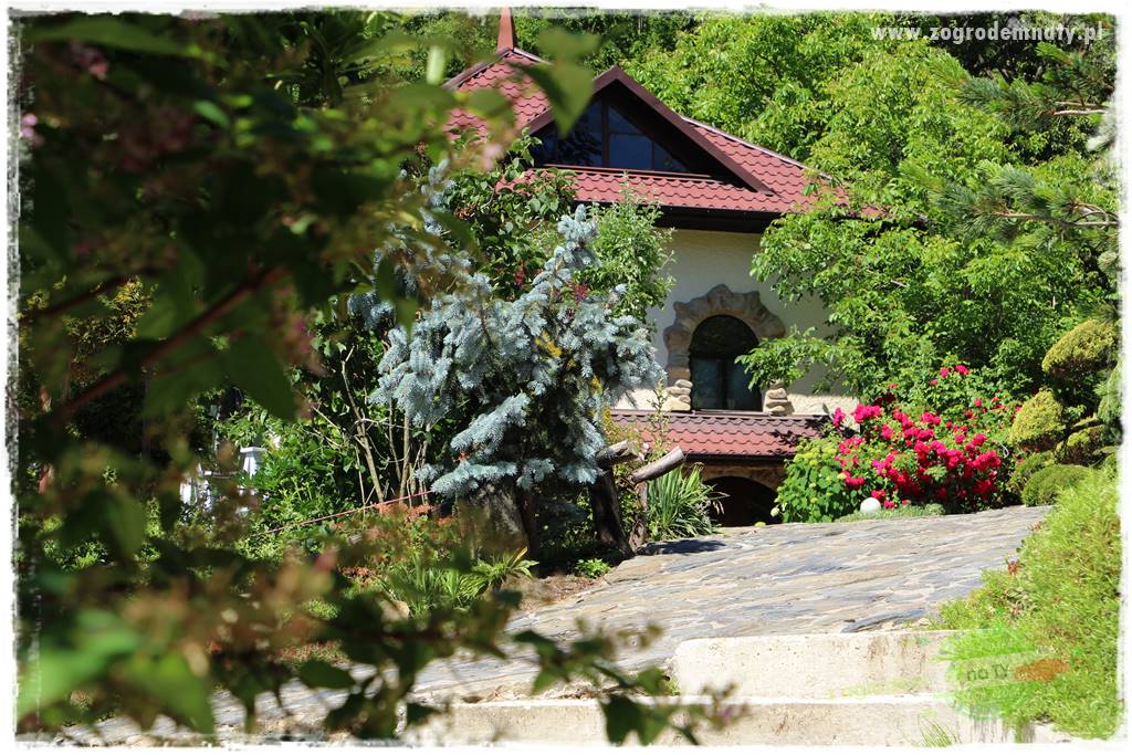 różany ogród 427 różany ogród 427