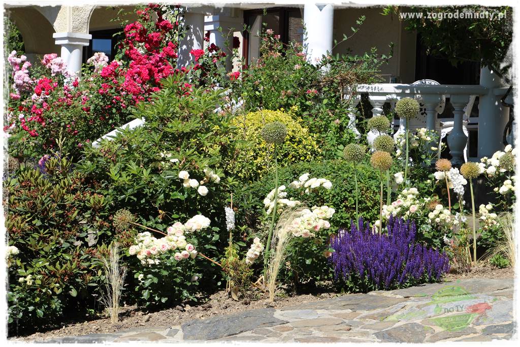 różany ogród 428 różany ogród 428