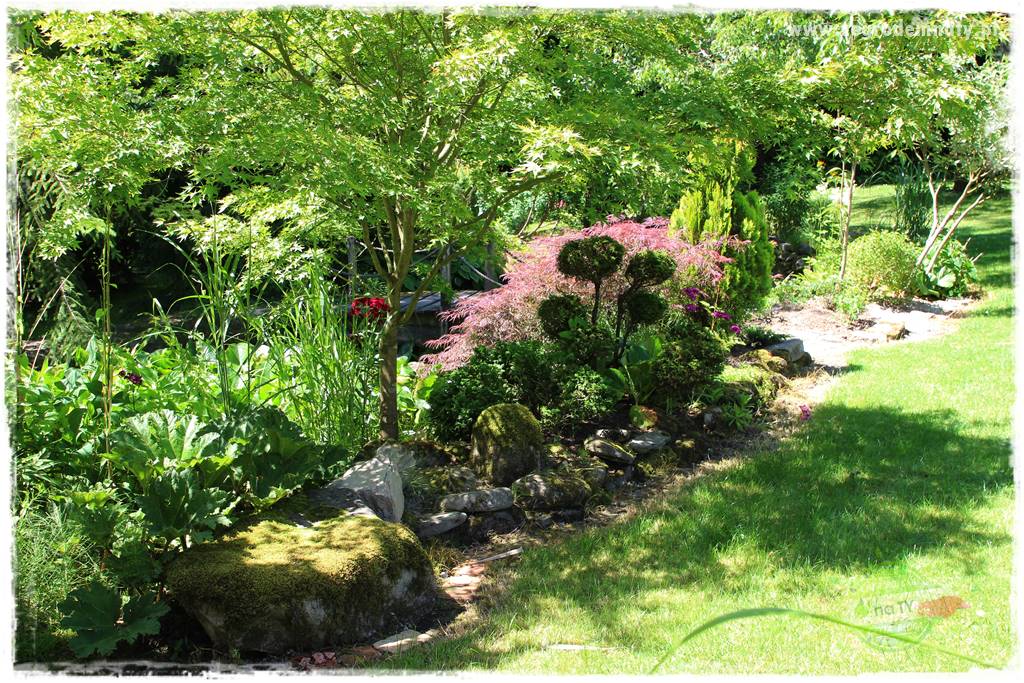 różany ogród 431 różany ogród 431