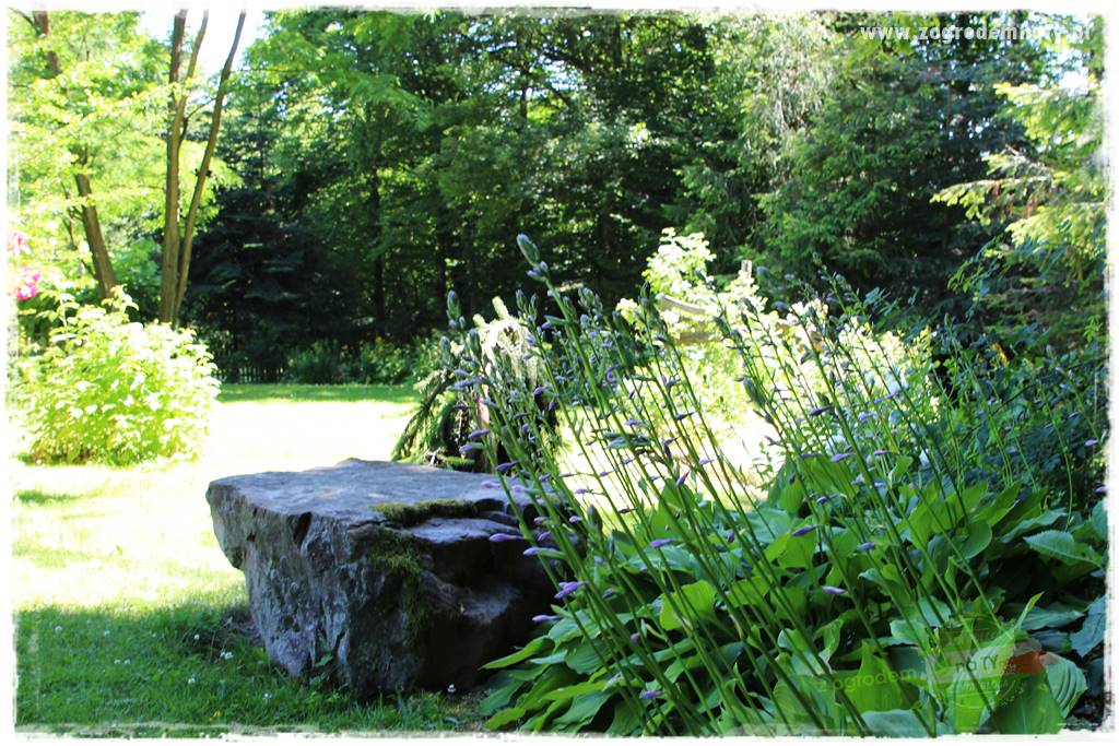 różany ogród 432 różany ogród 432