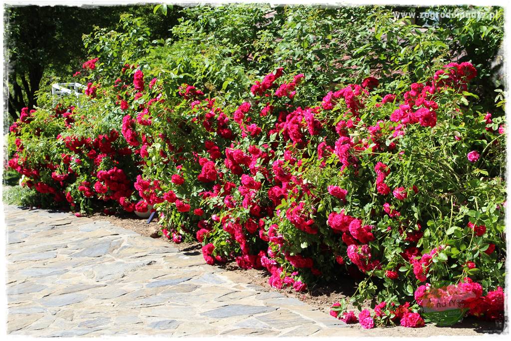 różany ogród 6 różany ogród 6