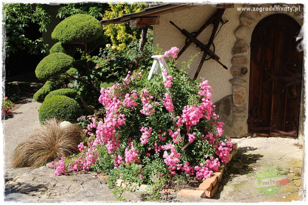 różany ogród 7 różany ogród 7