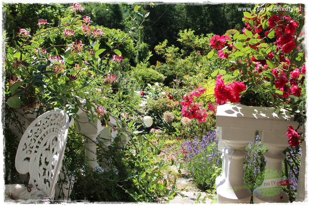 różany ogród 8 różany ogród 8