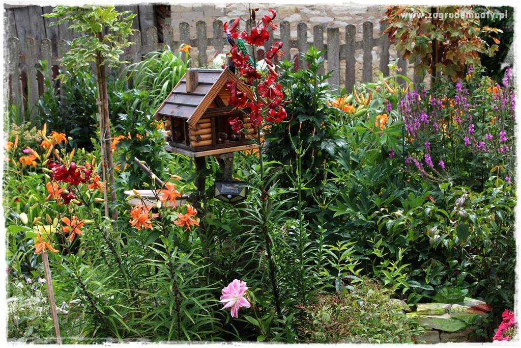 Bylinowy ogród 31 Bylinowy ogród 31