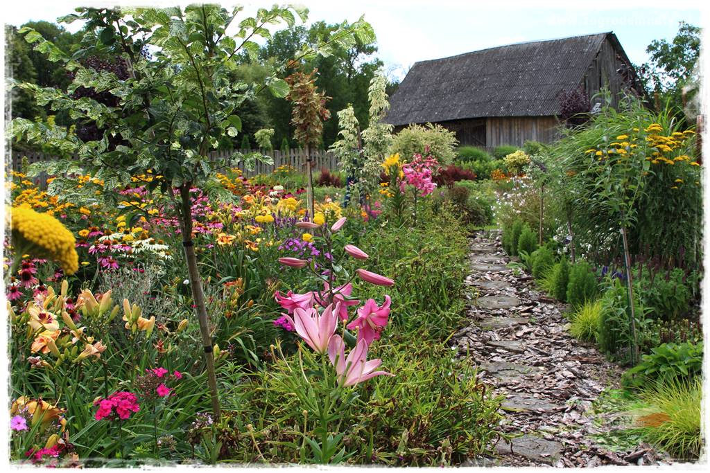 Bylinowy ogród 37 Bylinowy ogród 37