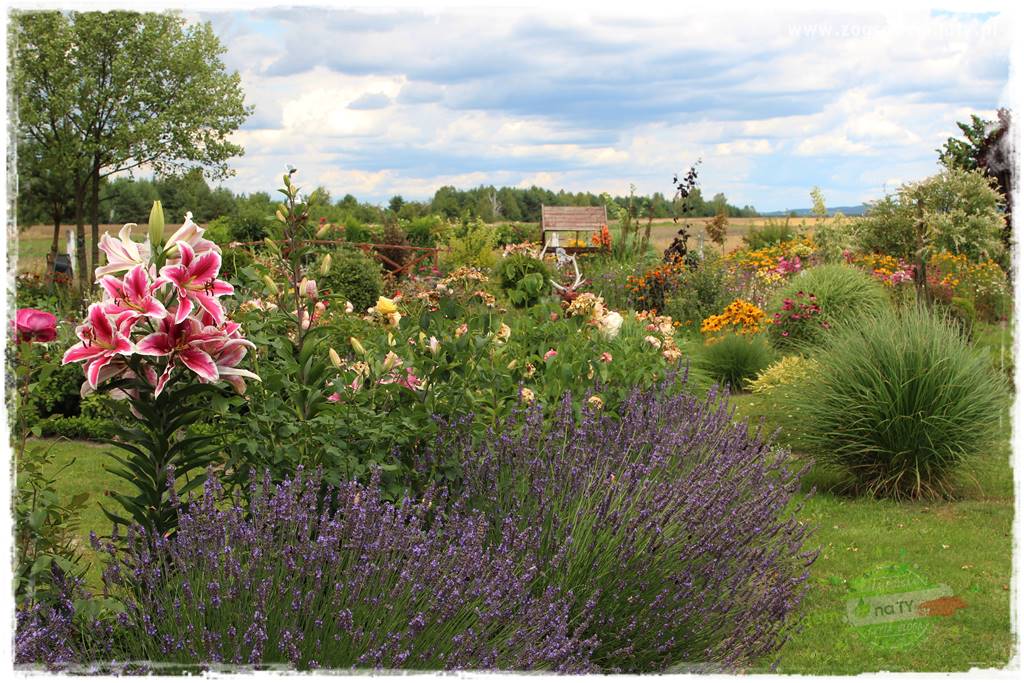 Bylinowy ogród 404 Bylinowy ogród 404