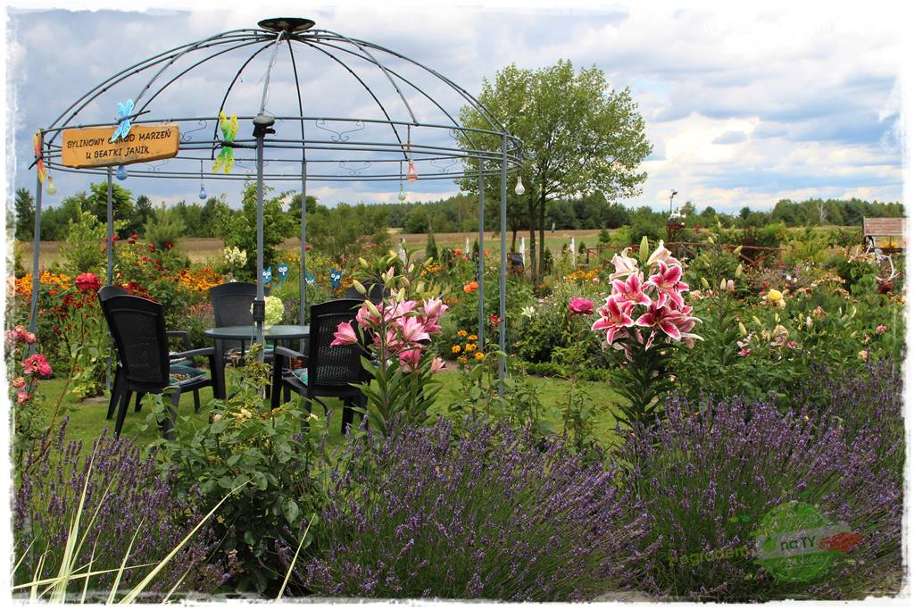 Bylinowy ogród 411 Bylinowy ogród 411