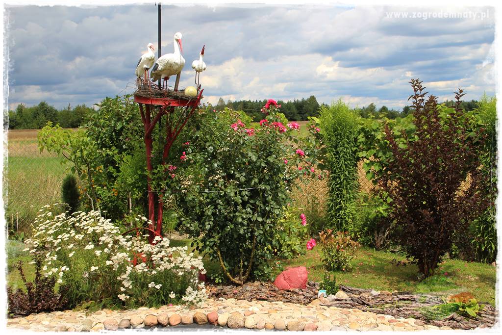 Bylinowy ogród 412 Bylinowy ogród 412