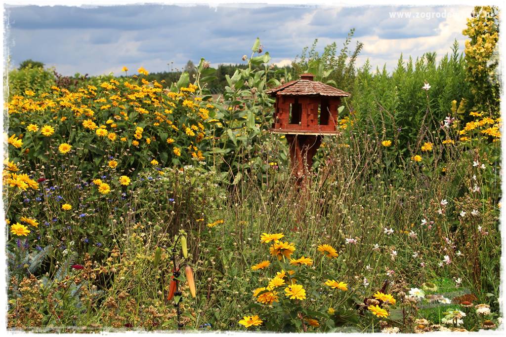 Bylinowy ogród 416 Bylinowy ogród 416