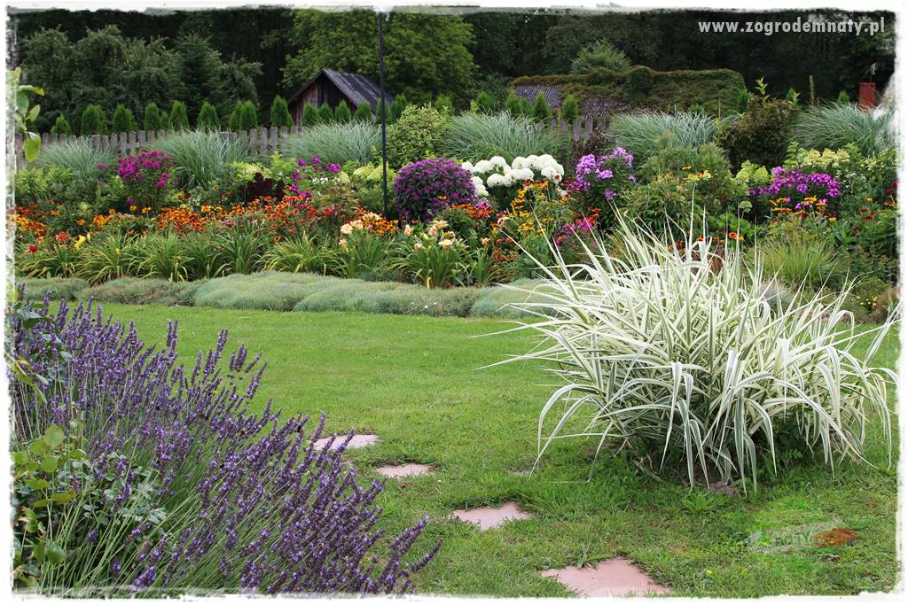 Bylinowy ogród 418 Bylinowy ogród 418