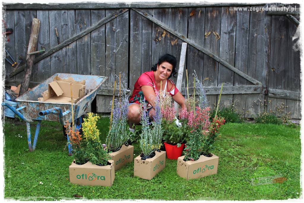 Bylinowy ogród 6 Bylinowy ogród 6