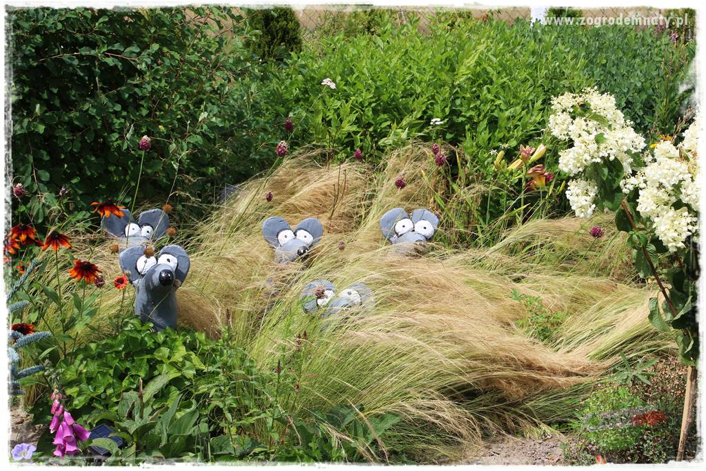 Bylinowy ogród 7 Bylinowy ogród 7