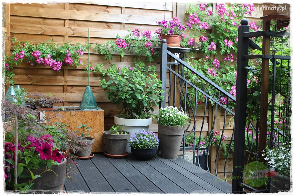 Deska podłogowa na taras 6