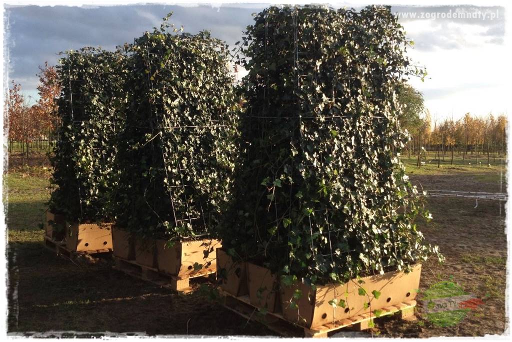 Pomysły na taras 31 Pomysły na taras 31