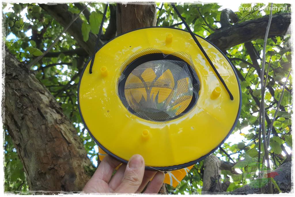 Pułapka na osy 22 Pułapka na osy 22