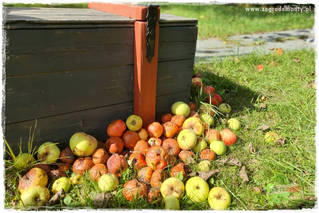 Pułapka na osy 6 Pułapka na osy 6