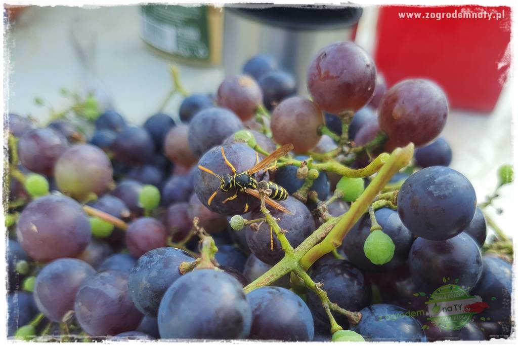 Pułapka na osy 7 Pułapka na osy 7